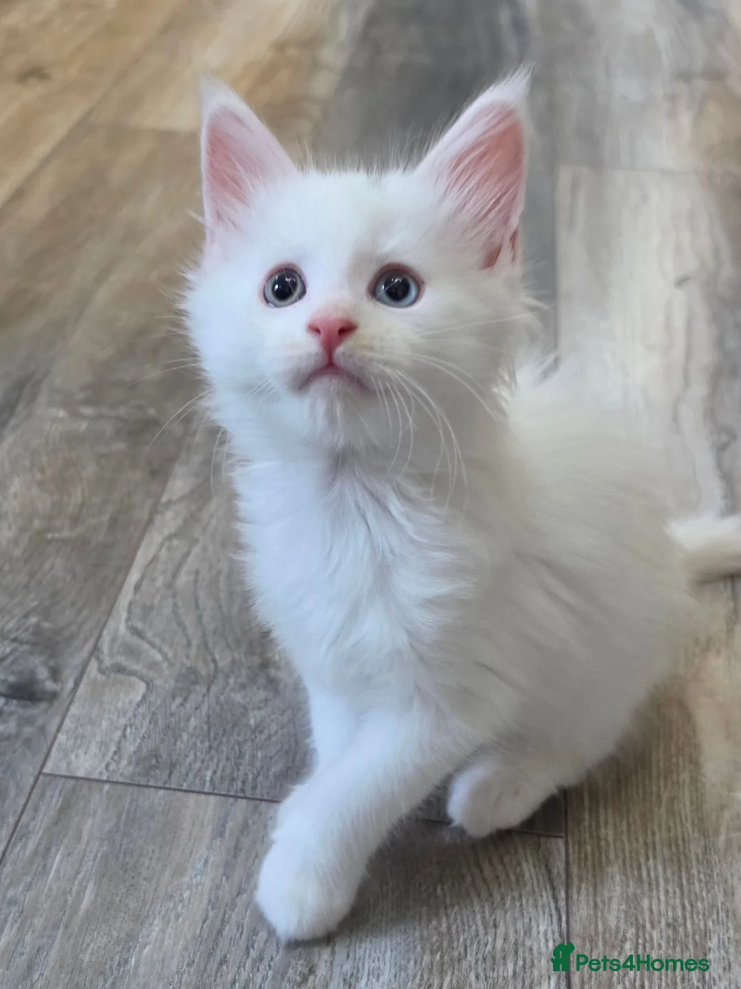 Maine Coon cats for sale: Stunning Maine coon kittens - Advert 1
