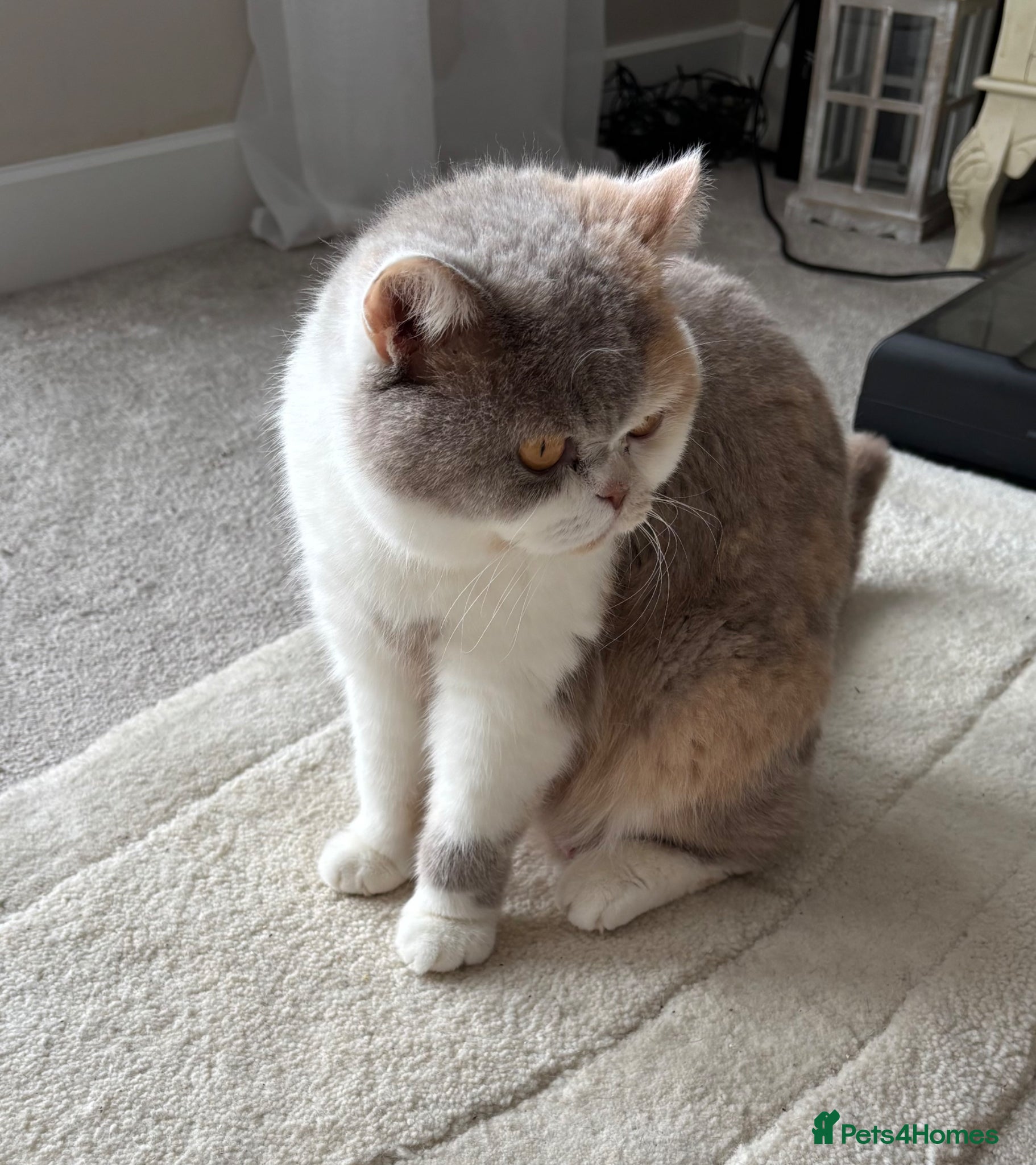 British Shorthair cats 50% British Shorthair kittens - Advert 1