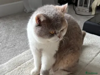 British Shorthair cats 50% British Shorthair kittens - Advert 2