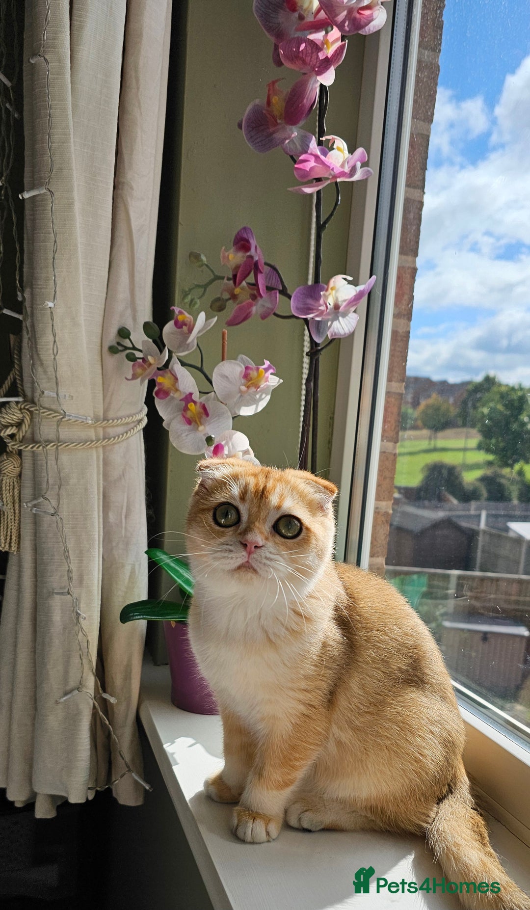 Scottish Fold cats for sale: READY NOW-TICA-SCOTTISH FOLD GIRL  - Image 34
