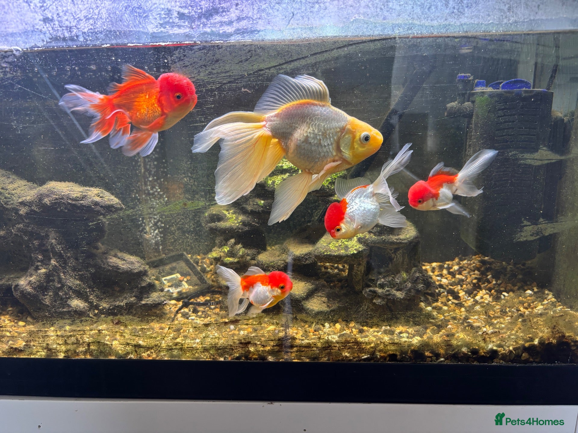 Fancy Goldfish fish Orandas and fancy goldfish  - Advert 7