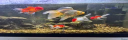 Fancy Goldfish fish for sale: Orandas and fancy goldfish  in Ferryhill - Advert 1