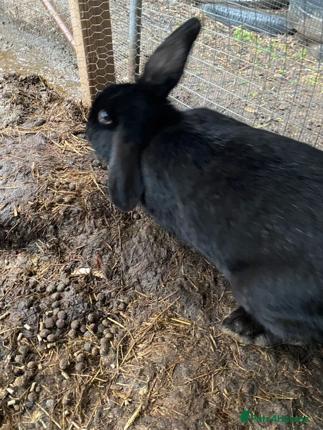 Mixed Breed rabbits for sale: New zealand, rex and mixed doves for sale! - Advert 7