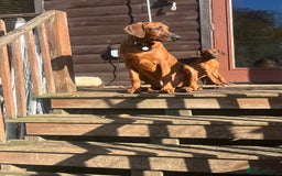 Mixed Breed dogs for sale: Rhodesian Ridgeback Cross Doberman - Image 1