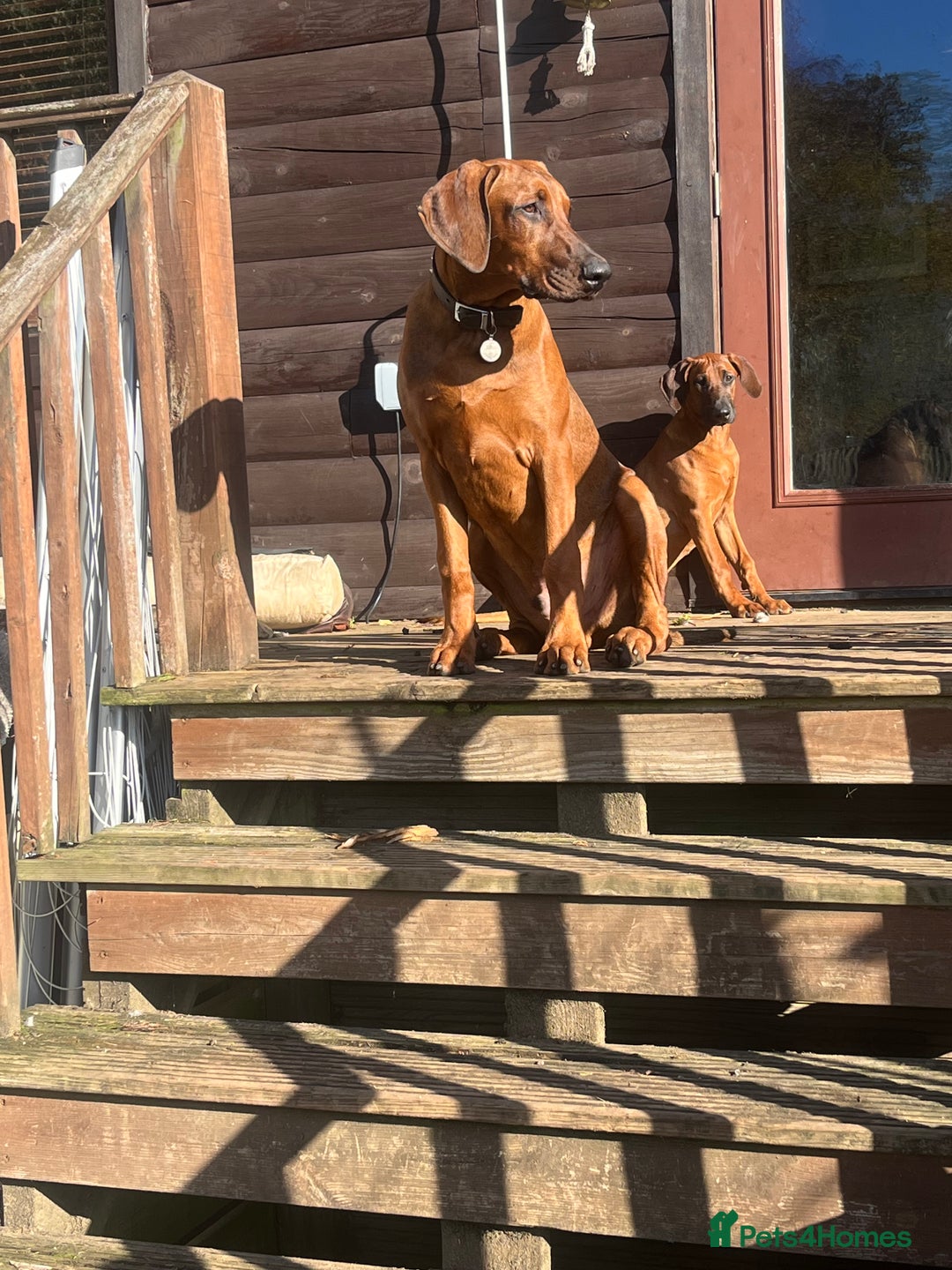 Mixed Breed dogs for sale: Rhodesian Ridgeback Cross Doberman - Image 1