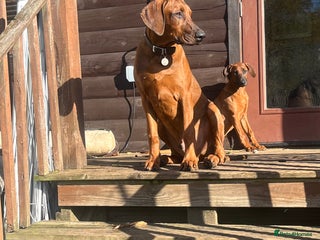 Mixed Breed dogs for sale - Advert 1