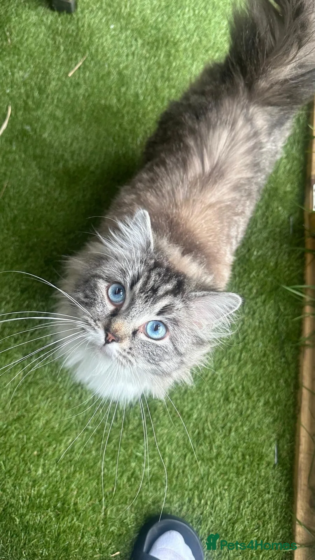 Ragdoll cats for sale: 🐾 GCCF Registered Ragdoll Boys ✨ Champion Lines - Advert 2