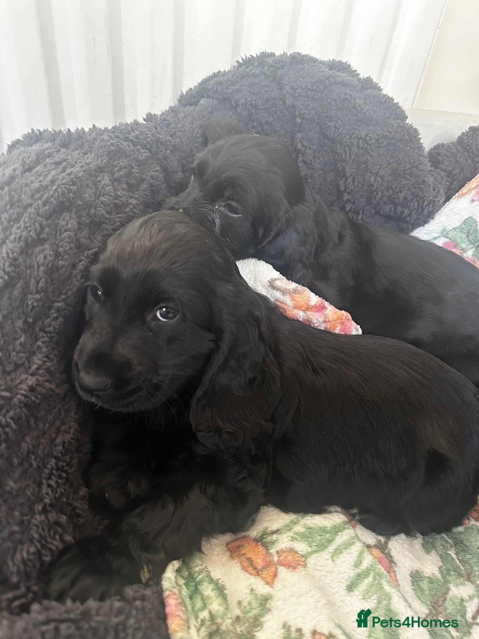Cocker Spaniel dogs Beautiful black cocker spaniels girls for sale  - Advert 2