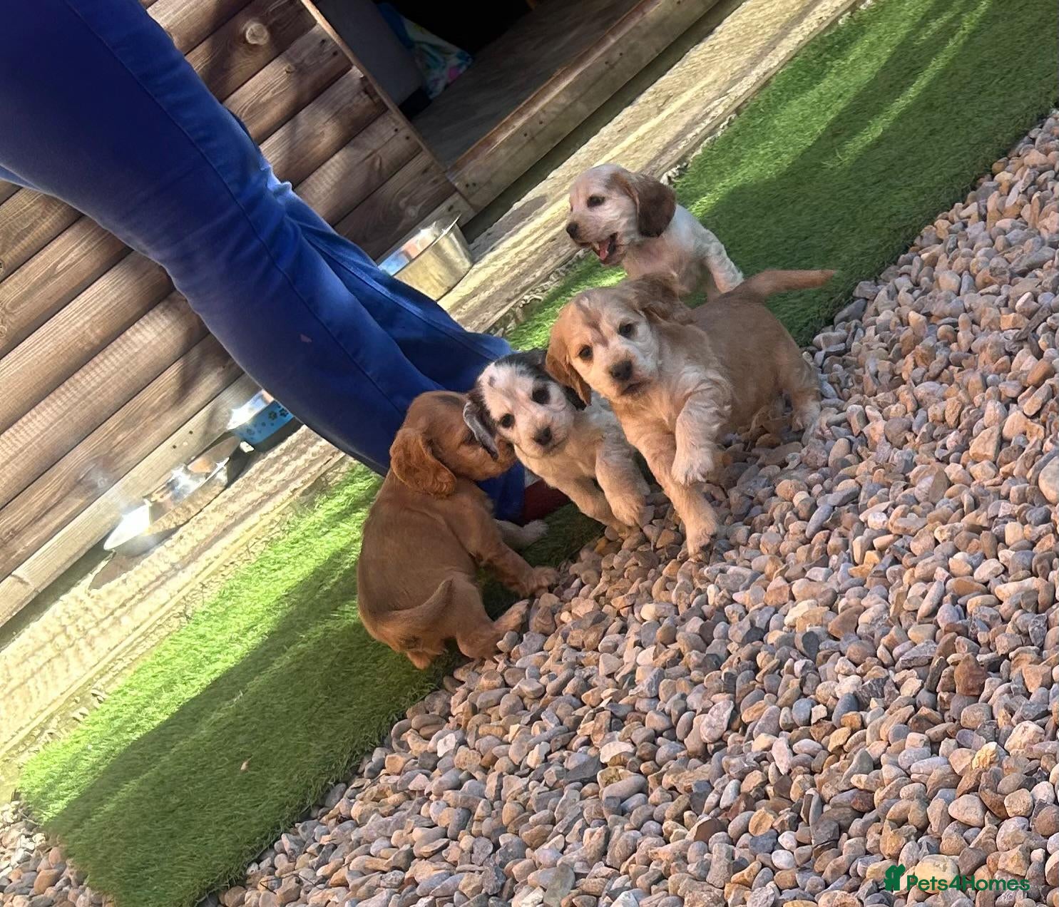Cocker Spaniel dogs Show Type Cocker Spaniels - Advert 2