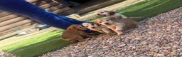Cocker Spaniel dogs for sale: Show Type Cocker Spaniels - Advert 7