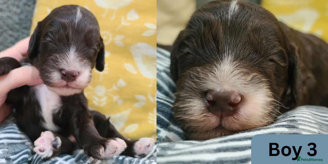 Cockapoo dogs for sale:  Chocolate F1 Cockapoos DNA Tested  - Advert 6