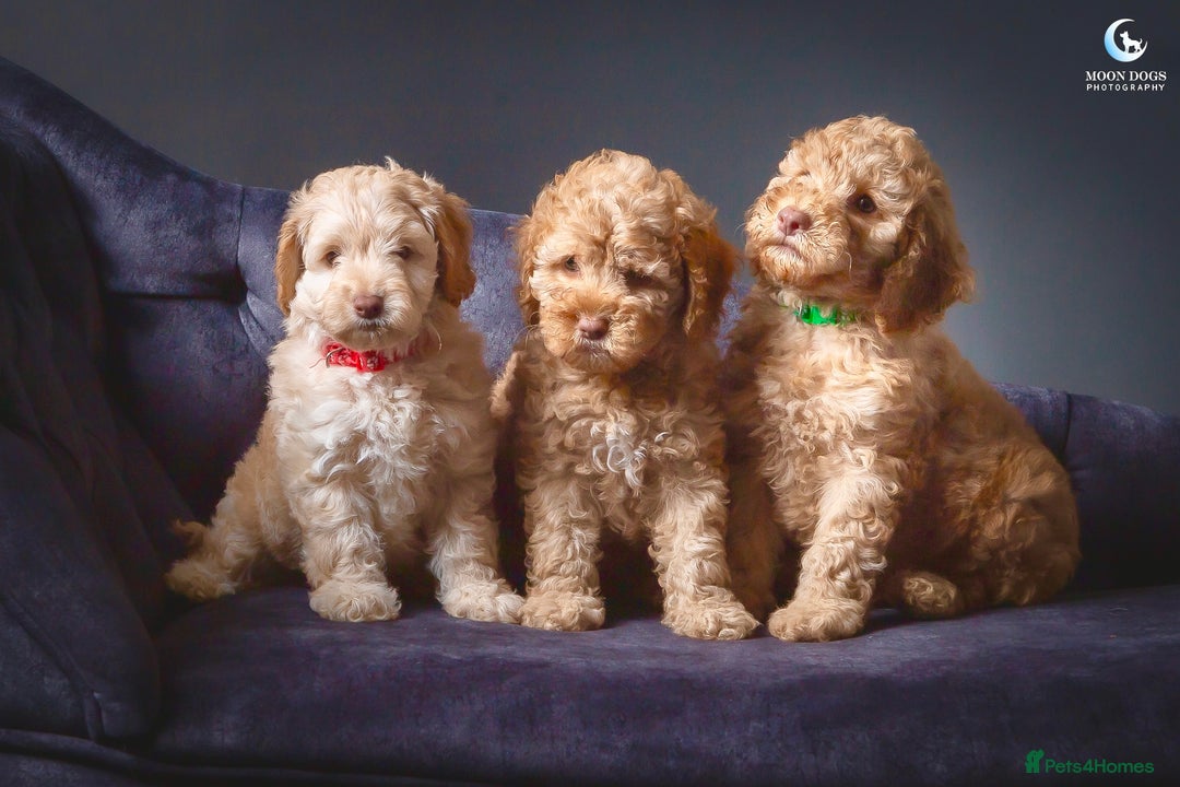 Cockapoo dogs for sale: **Ready Now**Miniature F1B Cockapoos  - Image 8