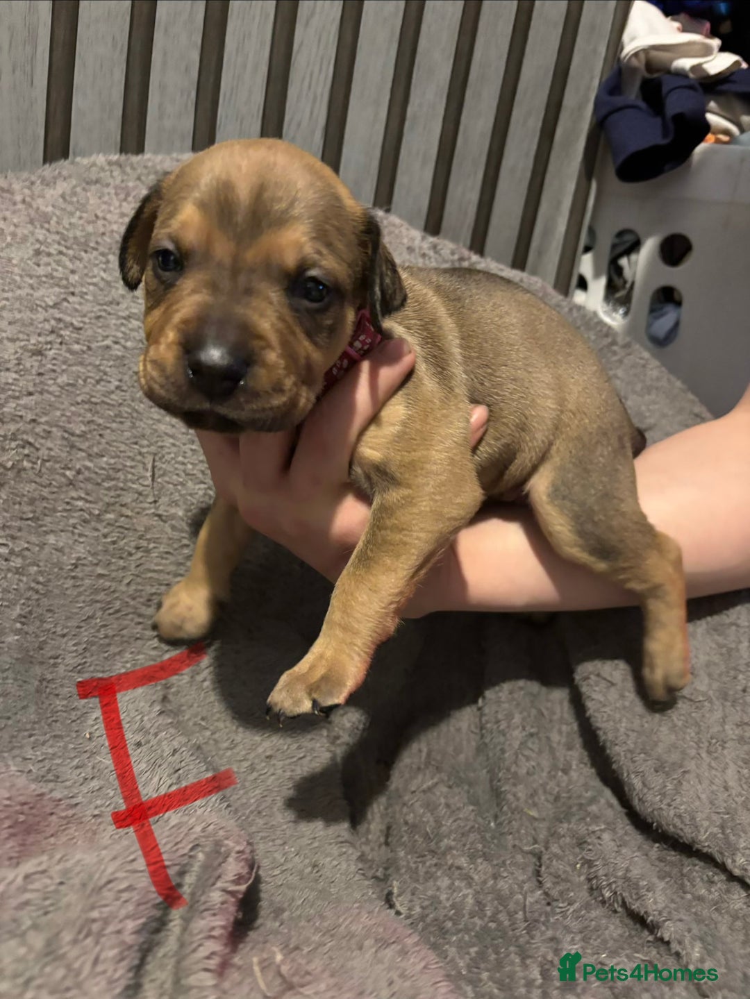 Mixed Breed dogs for sale: Beautiful Presa canario x staff - Advert 3