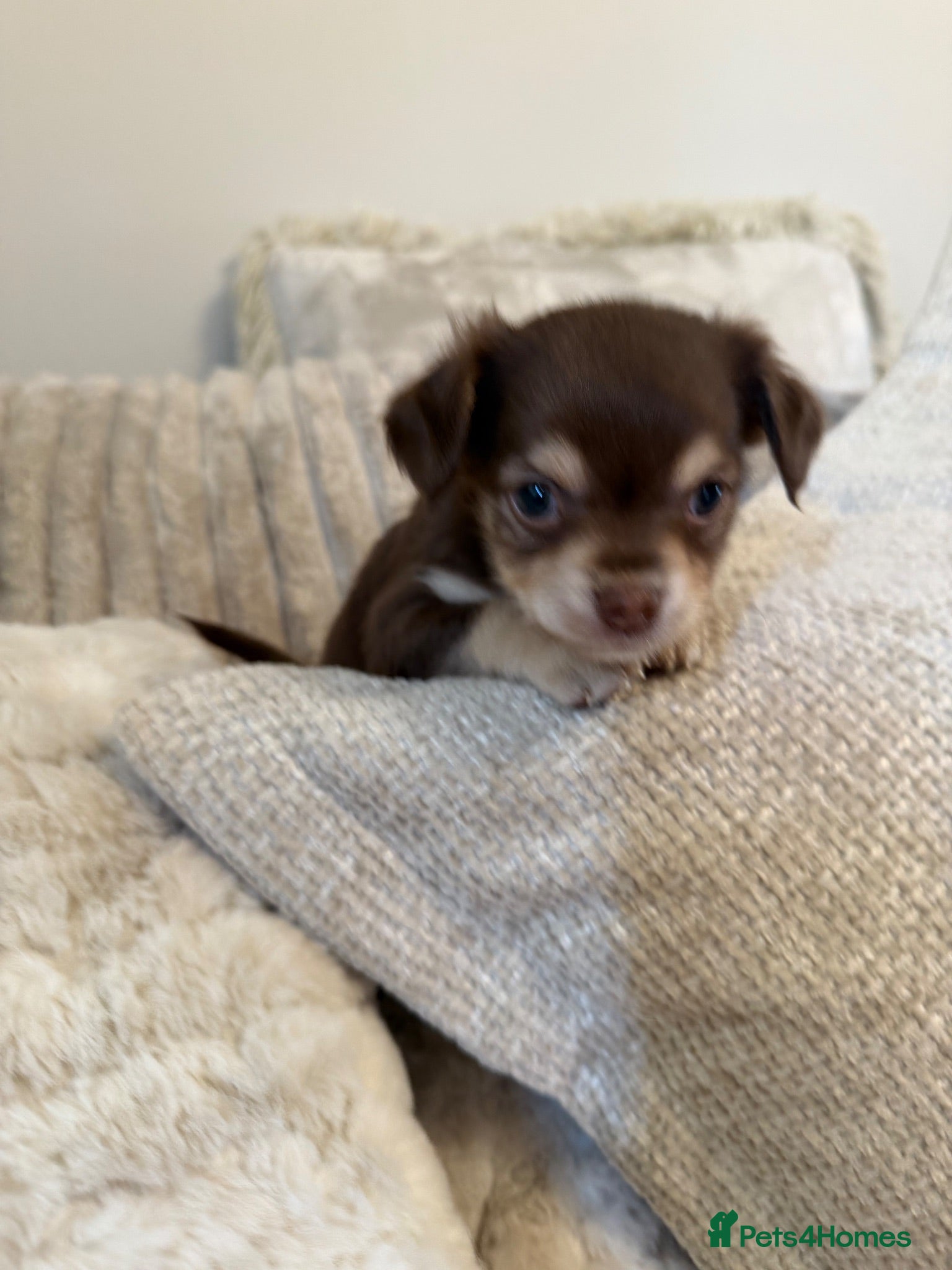 Chihuahua dogs Gorgeous chocolate tri chihuahua puppy boy - Advert 1