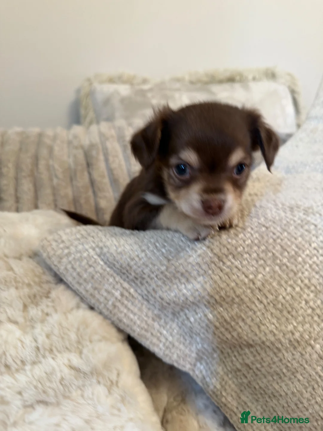 Chihuahua dogs for sale: Gorgeous chocolate tri chihuahua puppy boy - Advert 1