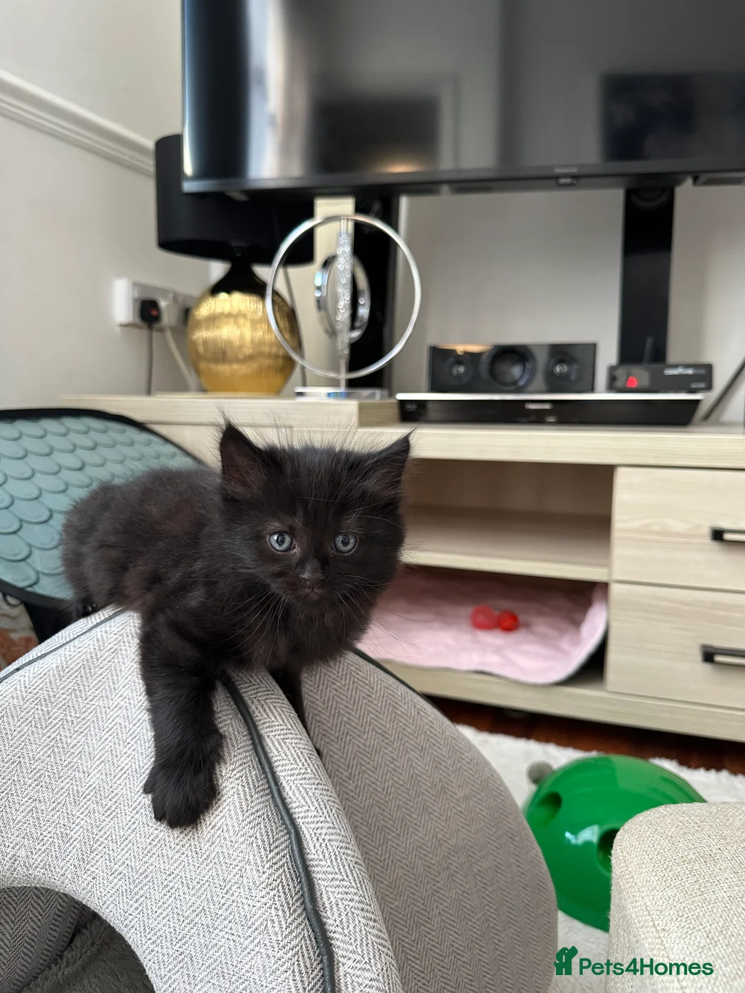 Mixed Breed cats for sale: 4 Beautiful Very Fluffy Kittens *MALES* 😻 - Advert 2