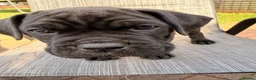 Cane Corso dogs for sale: Cane corso puppies for sale - Advert 25