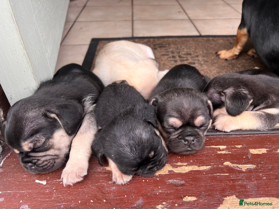 Mixed Breed dogs for sale: 3/4 pug puppies  - Image 9