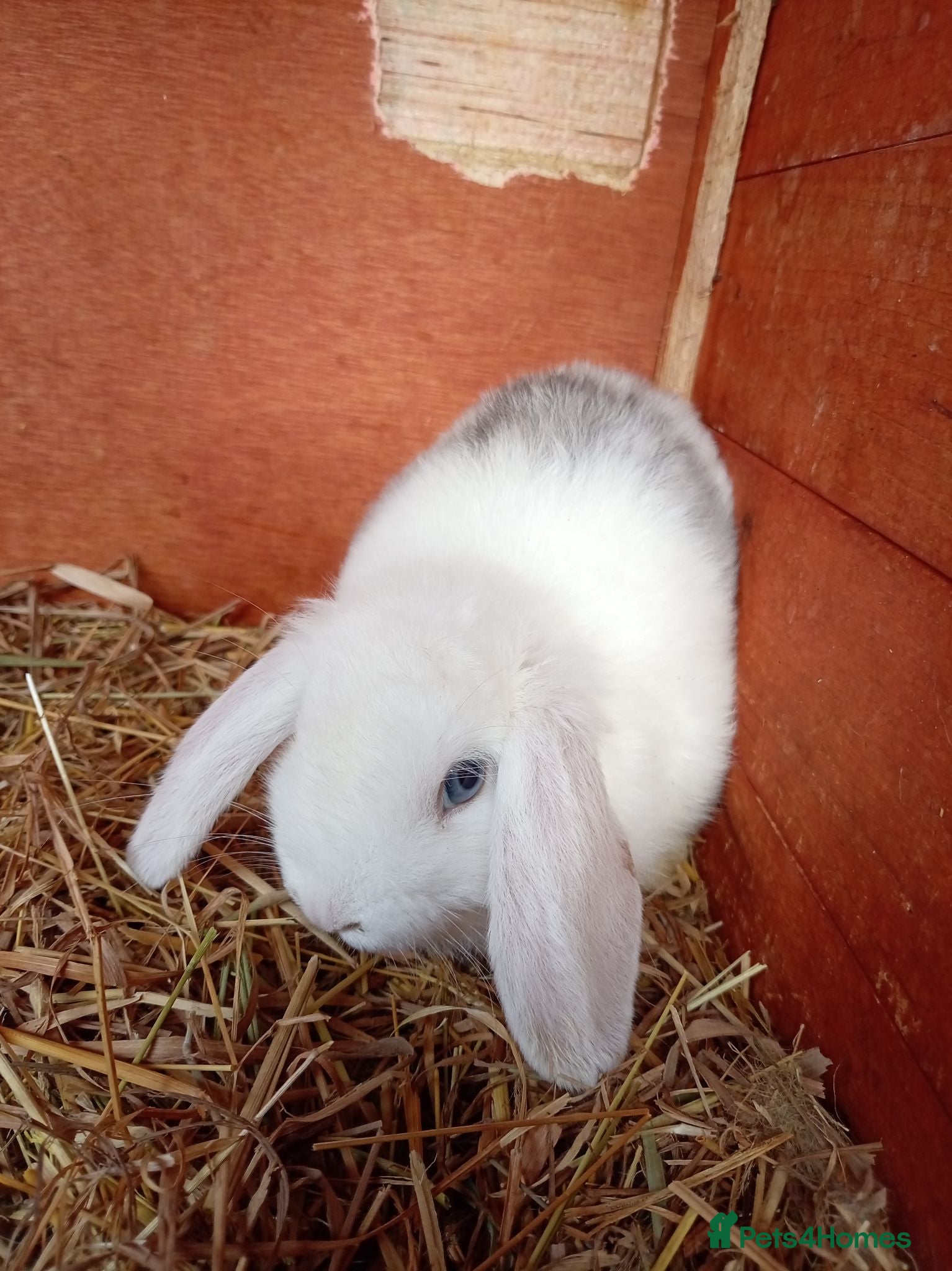 Rex rabbits 2 male baby rabbits  - Advert 2