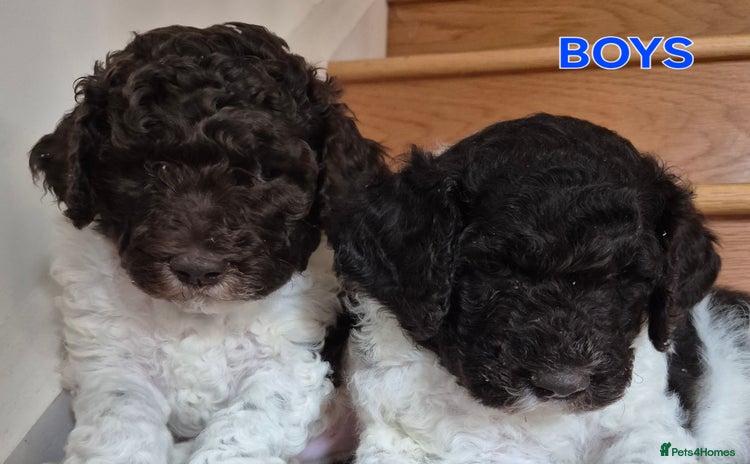 Standard Poodle dogs - Advert 5