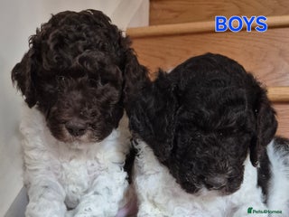 Standard Poodle dogs - Advert 5