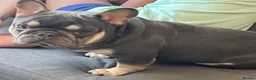 French Bulldog dogs for sale: 4yr old French bulldog  **  - Advert 4