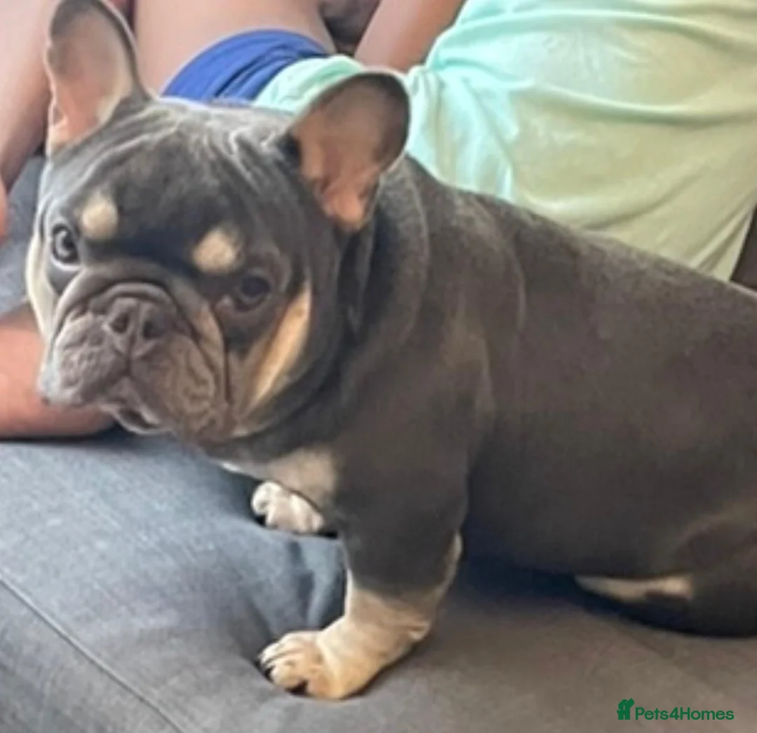 French Bulldog dogs for sale: 4yr old French bulldog  **  - Advert 4