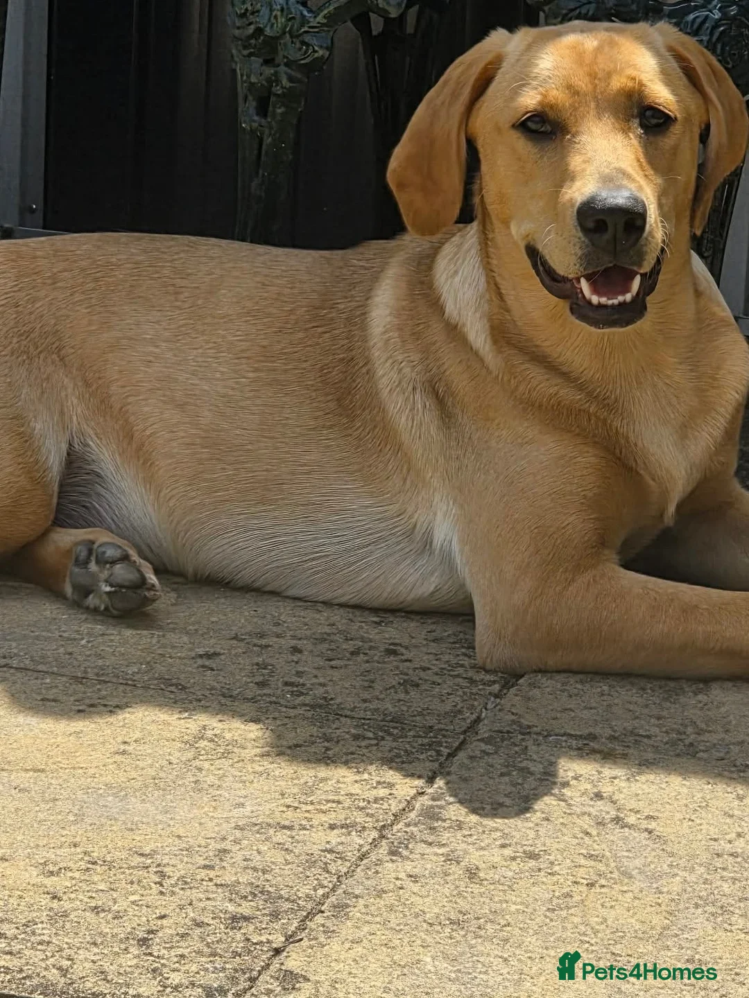 Labrador Retriever dogs for sale: Golden Labrador retriever  - Advert 3