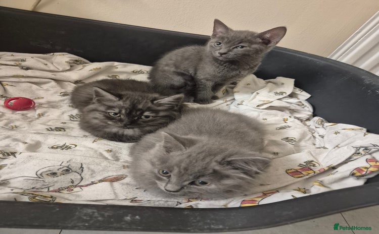 British Shorthair cats - Advert 5