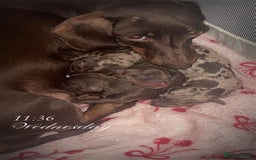 Miniature Dachshund dogs for sale: Miniature dachshund  - Image 8