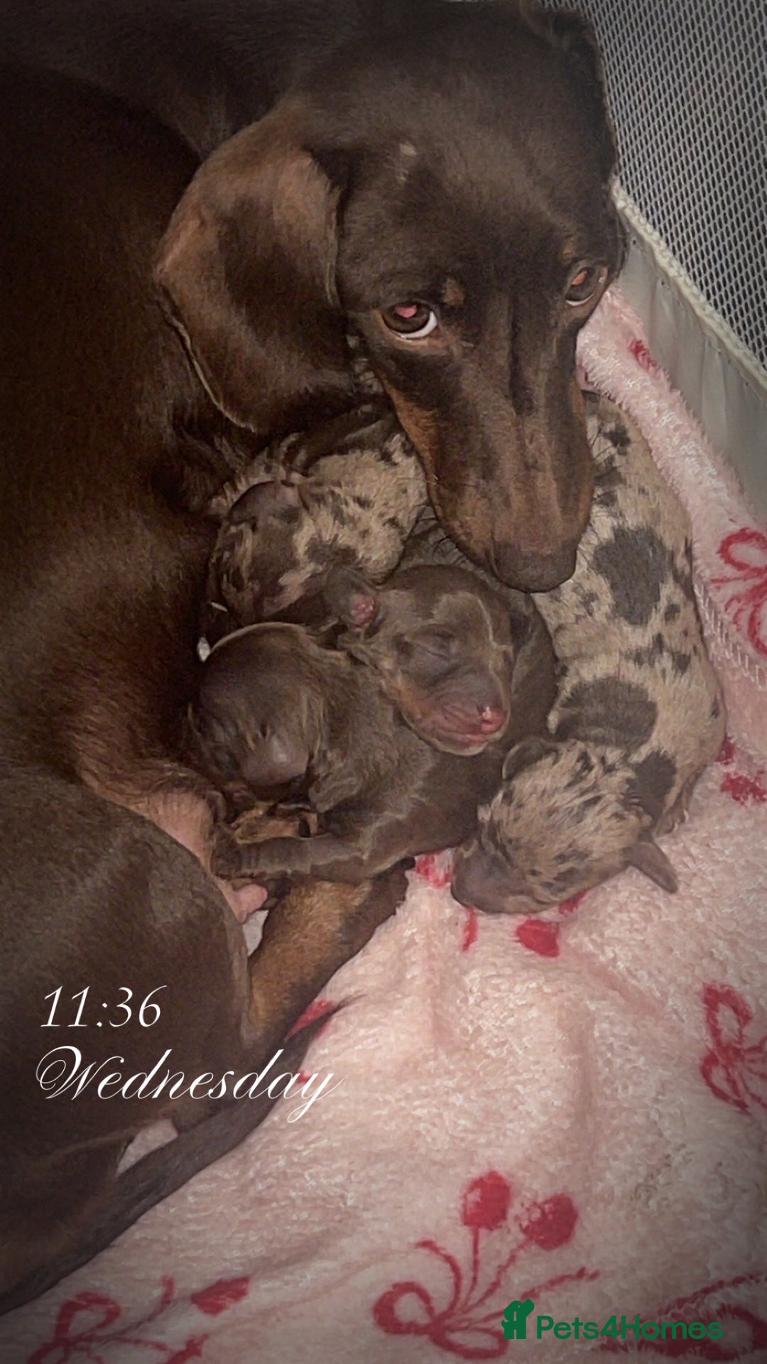 Miniature Dachshund dogs for sale: Miniature dachshund  - Image 8