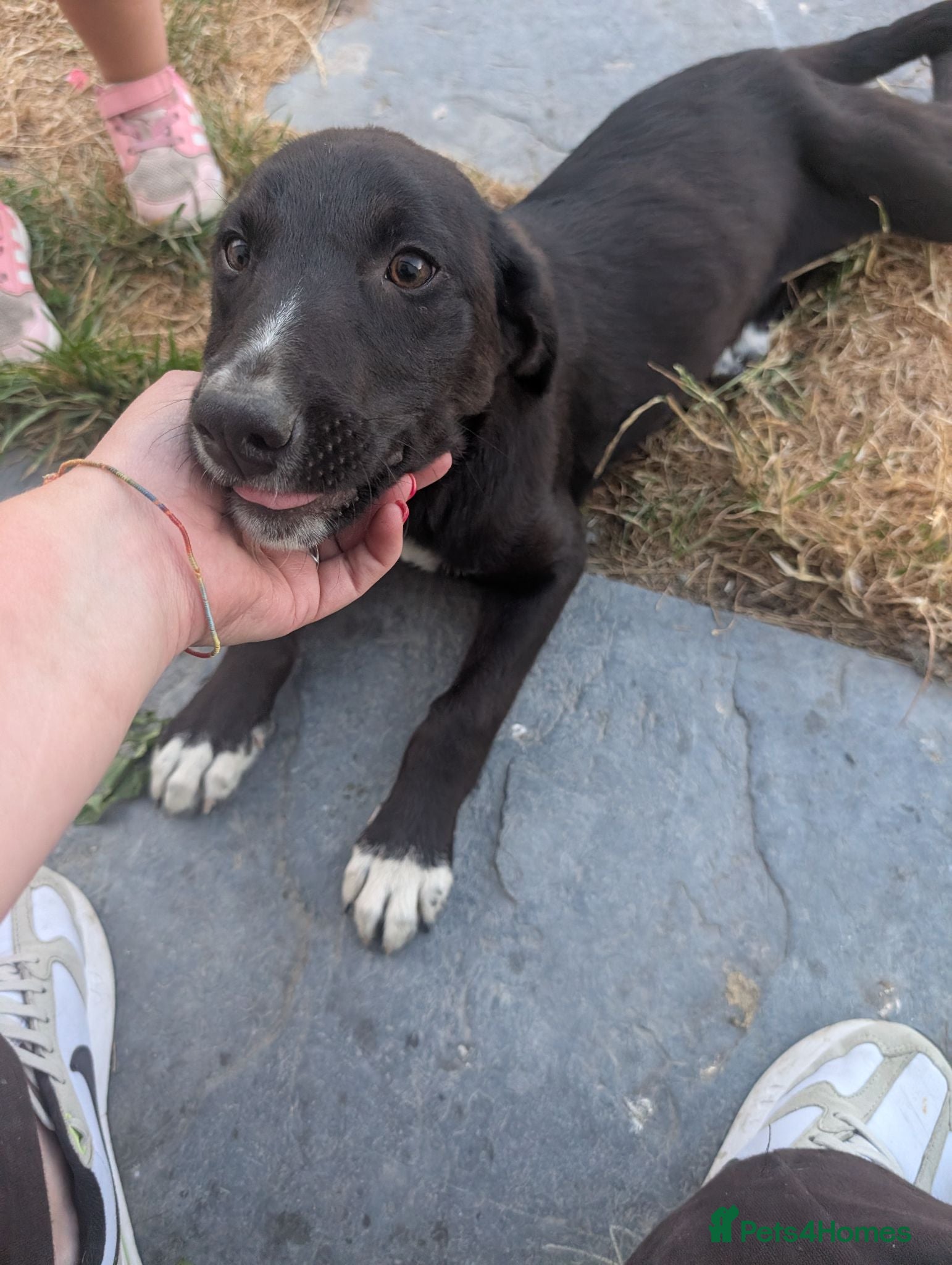 Borador dogs Boradors pups *READY NOW* - Advert 5