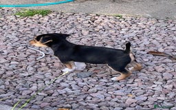 Jack Russell dogs for sale: Short legged smooth coated Jack Russell puppies  - Image 2