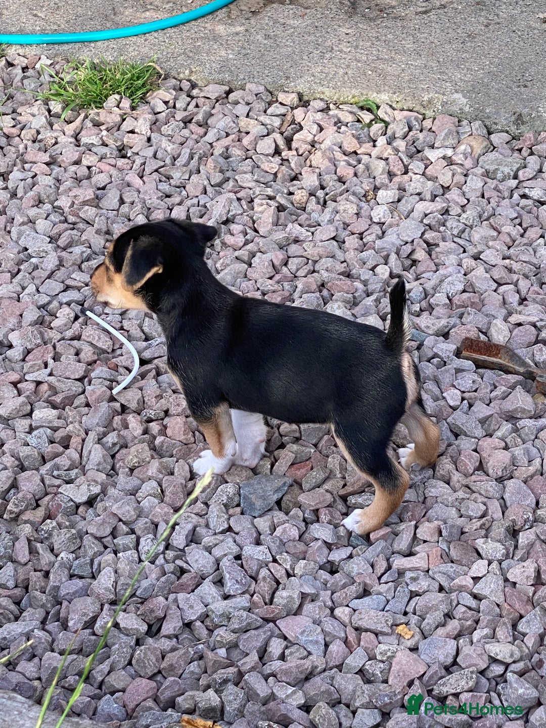 Jack Russell dogs for sale: Short legged smooth coated Jack Russell puppies  - Image 2