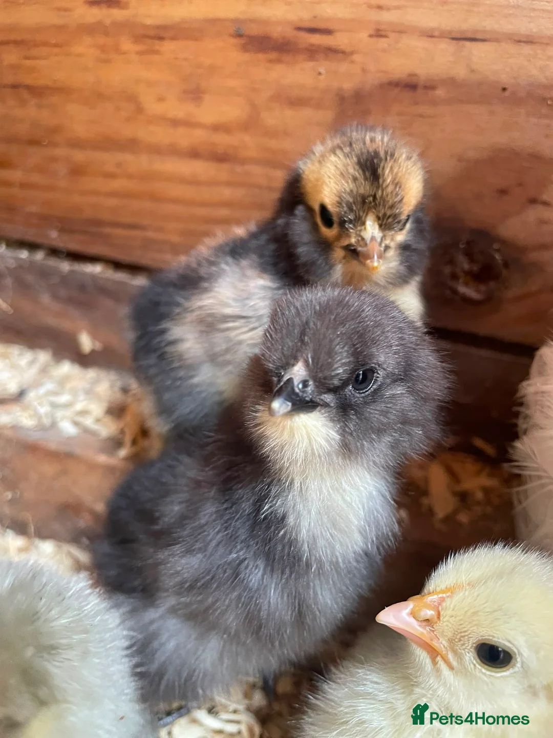 Chickens poultry for sale: Unsexed 10 day old pilkie chicks for sale  - Advert 1