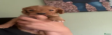 Mixed Breed 3