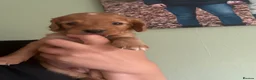 Mixed Breed dogs for sale: Sproodle puppies  - Advert 18