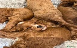 Cavapoo dogs for sale: Merlesque ⭐️⭐️⭐️⭐️⭐️F1 Cavapoos 200 DNA - Image 27