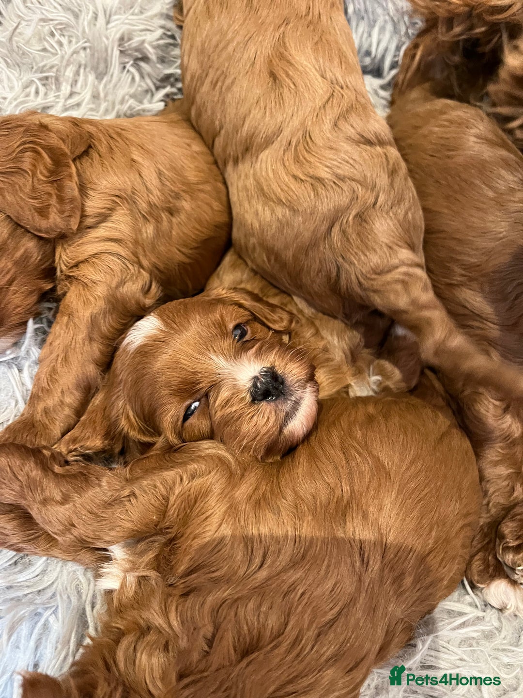 Cavapoo dogs for sale: Merlesque ⭐️⭐️⭐️⭐️⭐️F1 Cavapoos 200 DNA - Image 27