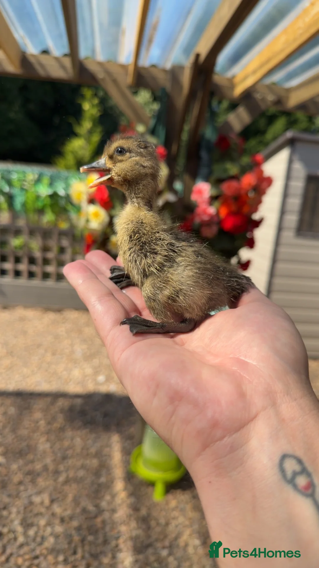 Ducks poultry for sale: Indian Runner Ducklings - Advert 2