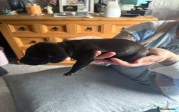 Dachshund dogs for sale: Miniature Dachshund  - Image 10