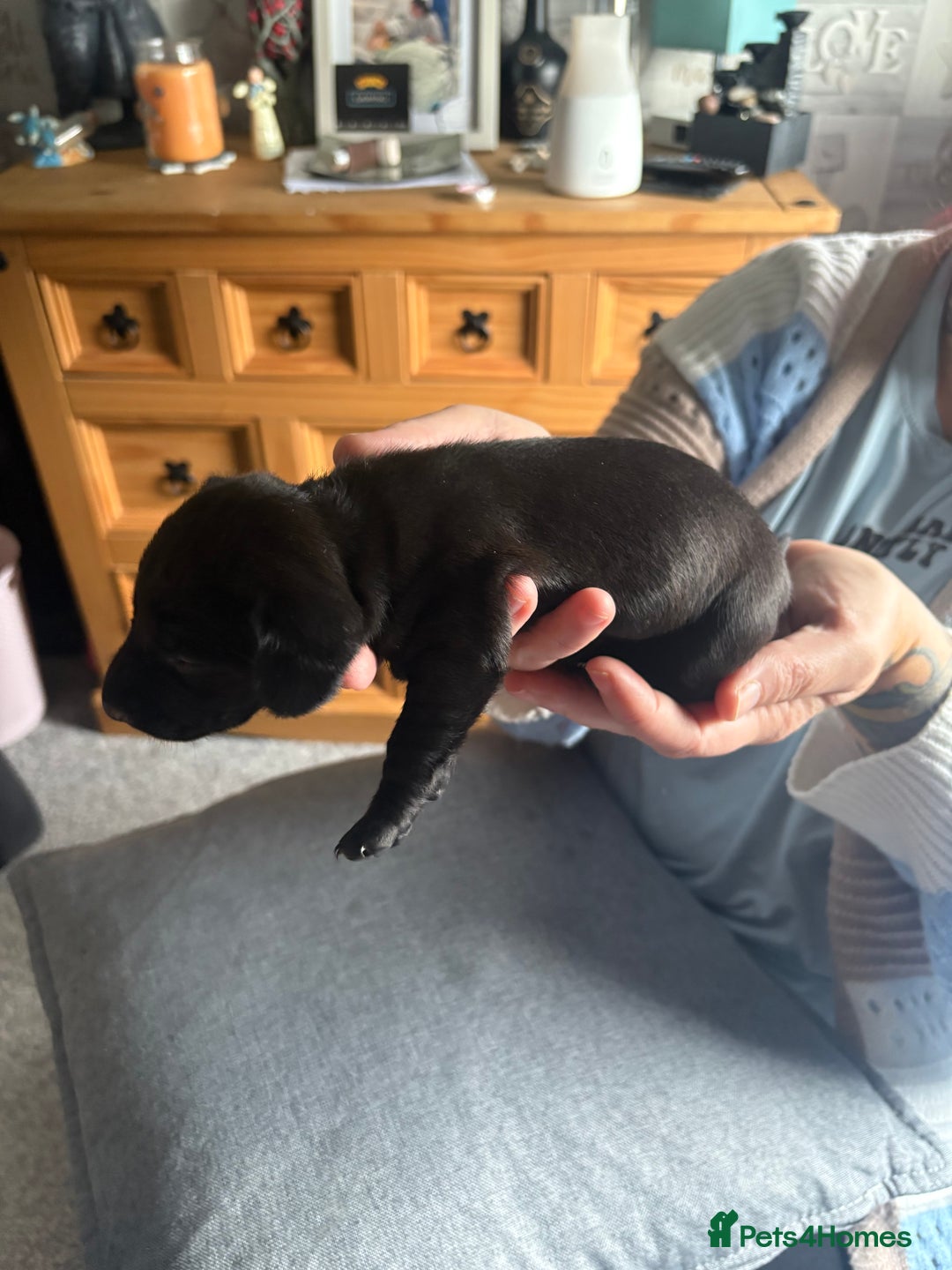 Dachshund dogs for sale: Miniature Dachshund  - Image 10