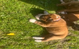 Boxer dogs for sale: Stunning Kc Boxer Puppies - Image 29
