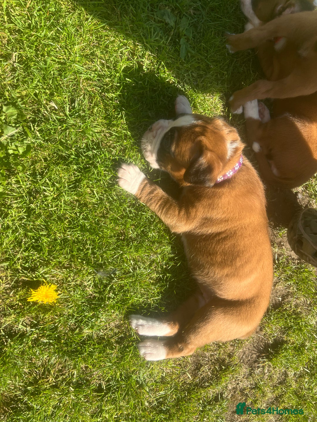 Boxer dogs for sale: Stunning Kc Boxer Puppies - Image 29