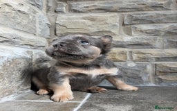 French Bulldog dogs for sale: 4 Fluffy French Bulldogs FOR SALE  - Image 13