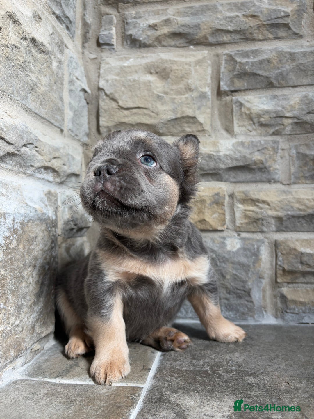 French Bulldog dogs for sale: 4 Fluffy French Bulldogs FOR SALE  - Image 13