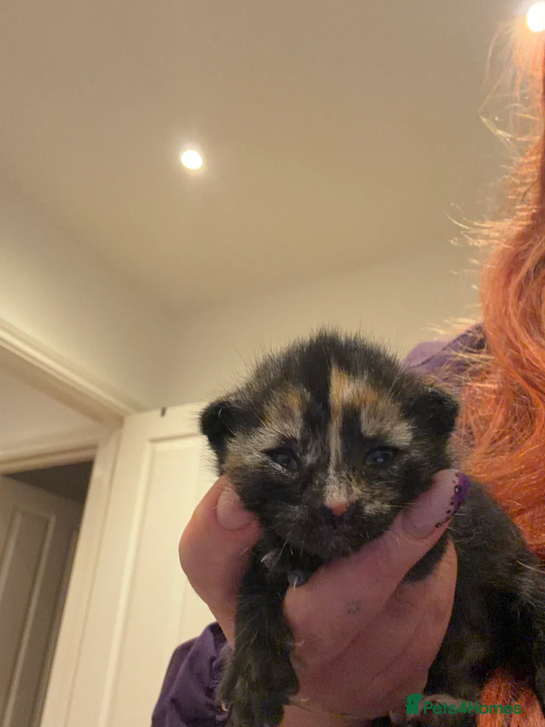 Mixed Breed cats for sale: 3 beautiful 4 week kittens  in Buntingford - Advert 2