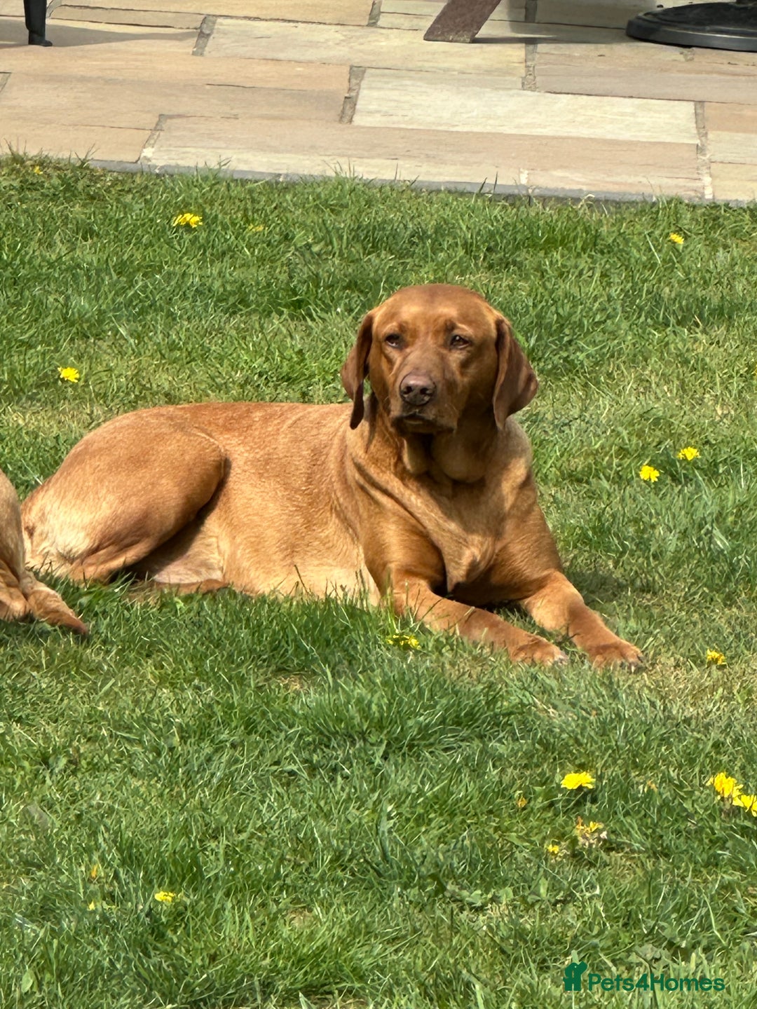 Labrador Retriever dogs for sale: KC Fox Red Labrador Pups FTCH Sire - Health Tested - Advert 8