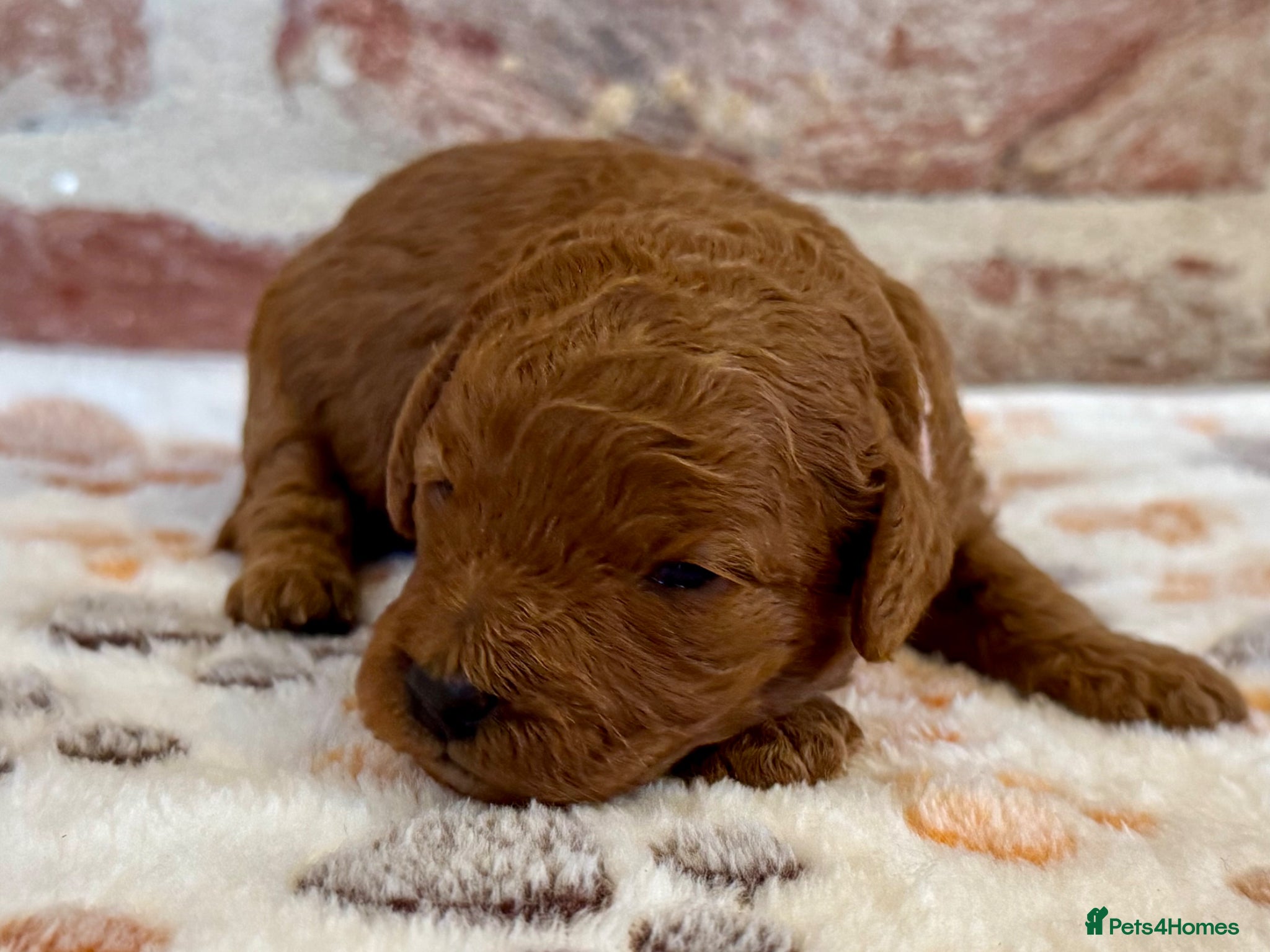 Cavapoo dogs F1b Cavapoos  - Advert 2