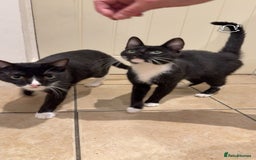 Domestic Shorthair cats for sale: 2 male  1year old cats ******  - Image 1